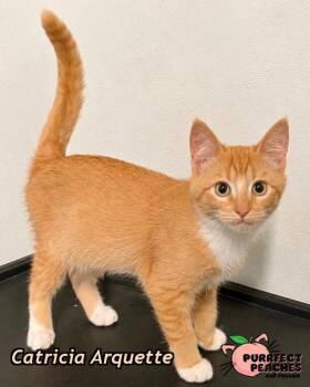 Catricia Arquette -  Domestic Short Hair Cat for Adoption in Douglasville, Georgia - Catricia Arquette | PetCurious
