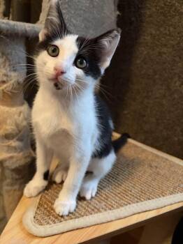 Tony -  Domestic Short Hair Cat for Adoption in Cleveland, Ohio - Tony | PetCurious