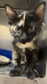 UNIQUE -  Domestic Long Hair and Calico Cat for Adoption in Massapequa, New York - UNIQUE | PetCurious