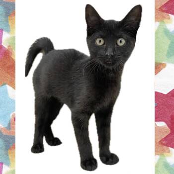 Nova -  Domestic Short Hair Cat for Adoption in Denison, Texas - Nova | PetCurious