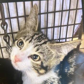 Mochi -  Domestic Short Hair Cat for Adoption in West Palm Beach, Florida - Mochi | PetCurious