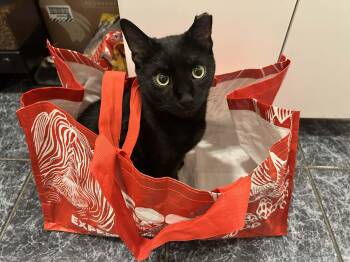 American Shorthair Cats Available for Adoption - Loud | PetCurious