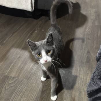 Rescue Domestic Short Hair Cats for Adoption in Rochester, Minnesota - Miss Puff | PetCurious