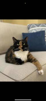 Rescue Calico Cats for Adoption in Brighton, Tennessee - Harlowe (Megan-Fostered In TN) | PetCurious