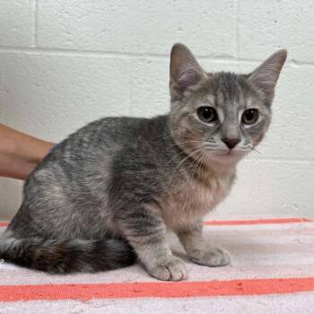 SVAS-Stray-39532 -  Domestic Short Hair Cat for Adoption in Lyndhurst, Virginia - SVAS-Stray-39532 | PetCurious