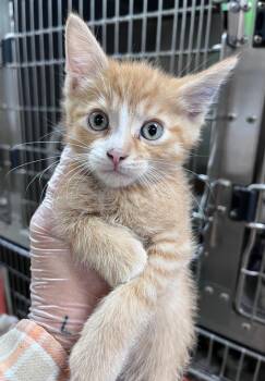 Axe Throw -  Domestic Short Hair Cat for Adoption in Cincinnati, Ohio - Axe Throw | PetCurious