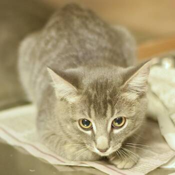 Kuzco -  Domestic Short Hair Cat for Adoption in Belleville, Illinois - Kuzco | PetCurious
