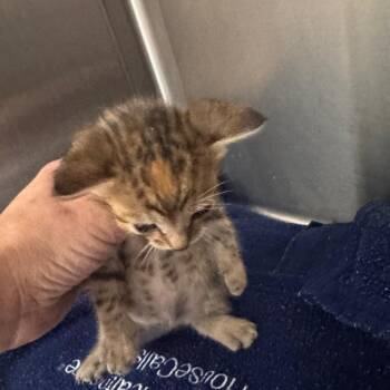 Noodle -  Domestic Short Hair Cat for Adoption in Clearwater, Florida - Noodle | PetCurious