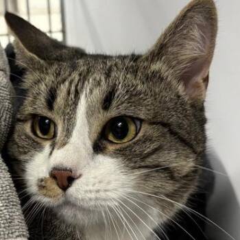 Domestic Short Hair Cats Available for Adoption in New York, New York - Buffy | PetCurious