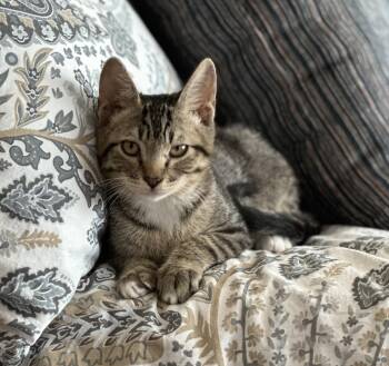 Rescue American Shorthair and Tabby Cats for Adoption in Tracy, California - Han | PetCurious