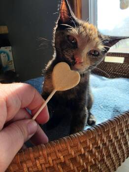 Meowserati -  Domestic Short Hair Cat for Adoption in Overland Park, Kansas - Meowserati | PetCurious