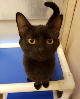 Domestic Short Hair Cats Available for Adoption - Chocolate | PetCurious