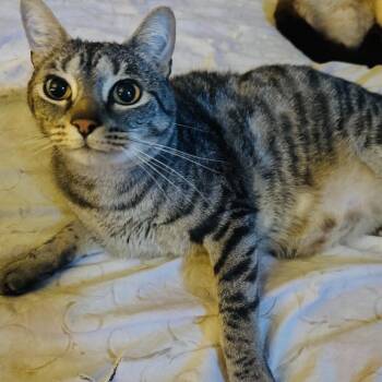 Tiago -  Domestic Short Hair Cat for Adoption in Salt Lake City, Utah - Tiago | PetCurious
