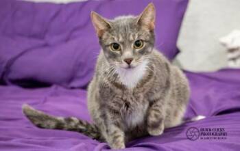 Domestic Short Hair Cats Available for Adoption in Liverpool, Texas - Gimlet | PetCurious