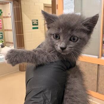 Tina Turner -  Domestic Short Hair Cat for Adoption in Winston-salem, North Carolina - Tina Turner | PetCurious