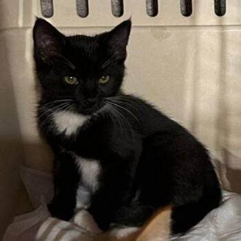 5B Fujin Roswell -  Domestic Short Hair Cat for Adoption in Denver, Colorado - 5B Fujin Roswell | PetCurious