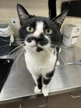 Llama -  Domestic Short Hair Cat for Adoption in Fishers, Indiana - Llama | PetCurious