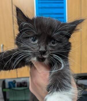 Pixy Stix -  Domestic Long Hair and Domestic Short Hair Cat for Adoption in Missoula, Montana - Pixy Stix | PetCurious