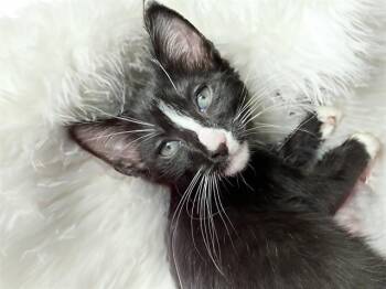 BEAR -  Domestic Short Hair Cat for Adoption in Fort Lauderdale, Florida - BEAR | PetCurious