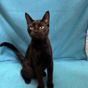Bombay Cats Available for Adoption - Thunder | PetCurious