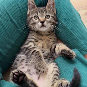 Domestic Short Hair Cats Available for Adoption in Los Angeles, California - Dr. Robby | PetCurious
