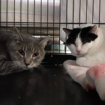 Simone -  Domestic Short Hair Cat for Adoption in Spokane, Washington - Simone | PetCurious
