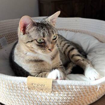 Tabby Cats Available for Adoption - Niah | PetCurious