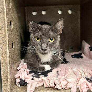 Abi -  Domestic Short Hair Cat for Adoption in Abilene, Texas - Abi | PetCurious