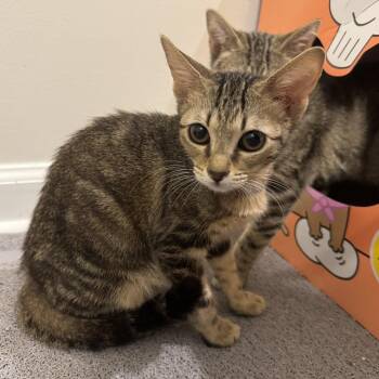 What A Heartache -  Domestic Short Hair Cat for Adoption in Fredericksburg, Virginia - What A Heartache | PetCurious