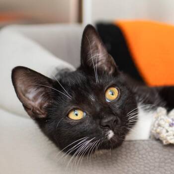 Inferno -  Domestic Short Hair Cat for Adoption in Middletown, Rhode Island - Inferno | PetCurious