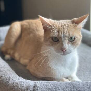 Domestic Medium Hair Cats Available for Adoption in San Saba, Texas - Peaches | PetCurious