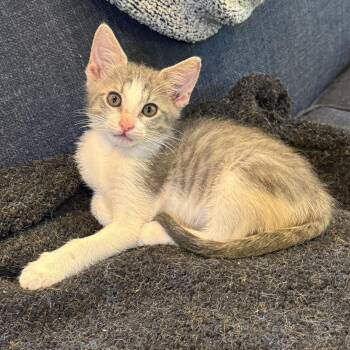 Tabby Cats Available for Adoption in Pasco, Washington - Benadryl | PetCurious