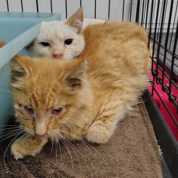 Sequoia -  Domestic Medium Hair Cat for Adoption in Coos Bay, Oregon - Sequoia | PetCurious