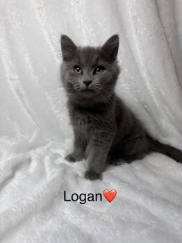 Rescue Domestic Long Hair Cats for Adoption in Copley, Ohio - Logan | PetCurious