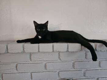 Rescue Bombay Cats for Adoption in Fresno, California - Carrie | PetCurious