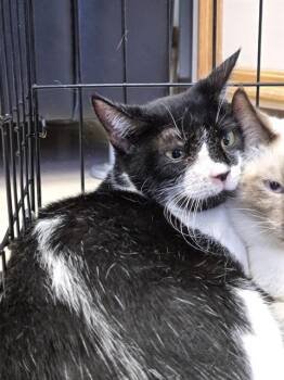 SIR MOO MOO -  Domestic Short Hair Cat for Adoption in Killeen, Texas - SIR MOO MOO | PetCurious