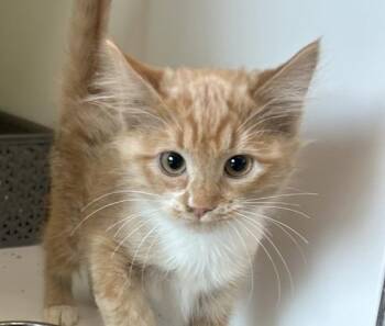 Ms. Crunch -  Domestic Short Hair Cat for Adoption in Golden, Colorado - Ms. Crunch | PetCurious