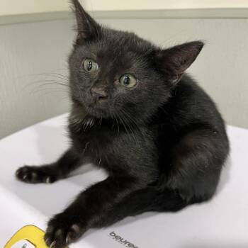 Domestic Short Hair Cats Available for Adoption - Lolly | PetCurious