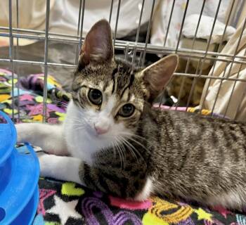 Crackerjack -  Tabby and Domestic Short Hair Cat for Adoption in Spring City, Pennsylvania - Crackerjack | PetCurious