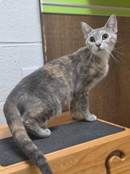 ISABELLA -  Domestic Short Hair Cat for Adoption in St. Peters, Missouri - ISABELLA | PetCurious