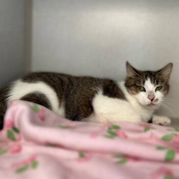 Domestic Short Hair Cats Available for Adoption - Princess Glitter Sparkles | PetCurious