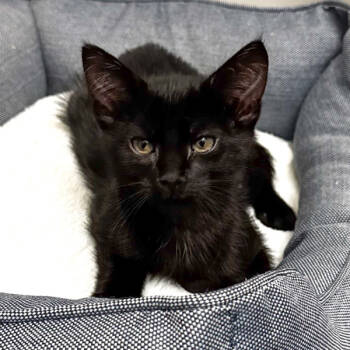 Rescue Domestic Short Hair Cats for Adoption in Des Moines, Iowa - Branch | PetCurious