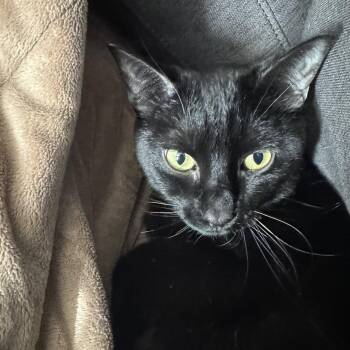 Domestic Short Hair Cats Available for Adoption - Lulu | PetCurious