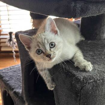 Rescue Siamese Cats for Adoption in Fort Worth, Texas - Casper | PetCurious