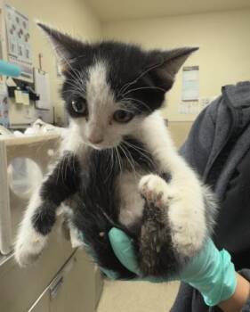 QUINN -  Domestic Short Hair Cat for Adoption in Riverside, California - QUINN | PetCurious