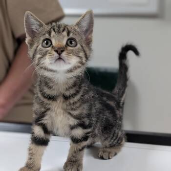 Steph -  Domestic Short Hair Cat for Adoption in Canton, Illinois - Steph | PetCurious