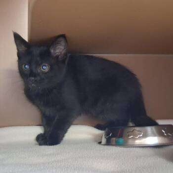 Aurora -  Domestic Short Hair Cat for Adoption in Middlebury, Vermont - Aurora | PetCurious