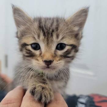 Mai Tai in Street MD -  Domestic Short Hair Cat for Adoption - Mai Tai In Street MD | PetCurious