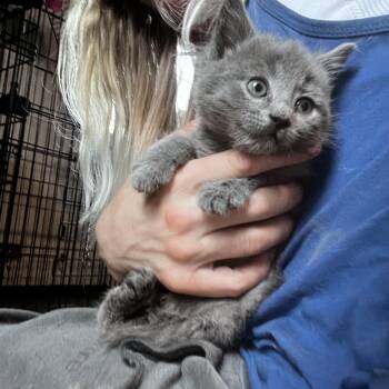 Maine Coon and Tabby Cats Available for Adoption in Newark Valley, New York - Stardust | PetCurious