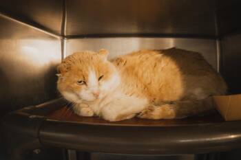 Domestic Short Hair Cats Available for Adoption in Herndon, Virginia - Muffin Man | PetCurious